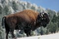Photo d'un bison