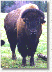 Bison