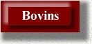 Bovins