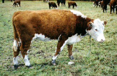 Photo d'une Hereford
