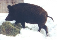Photo d'un sanglier
