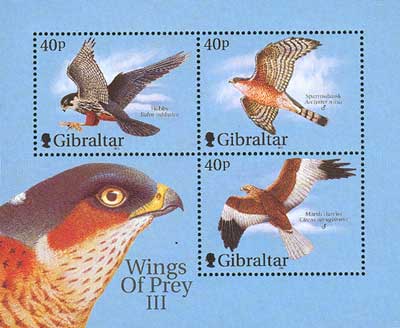 birds