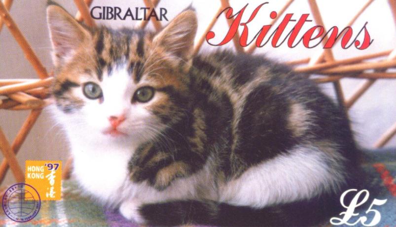 Kittens