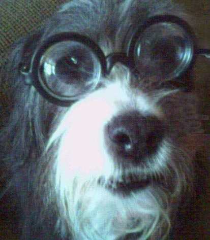 Zeke -- the Best Dog On Earth (along with yours!)
