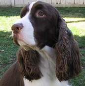 This is a English Springer Spaniel enjoying the outdoors.