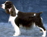 Picture of a typical English Springer with long hair and a docked tail.