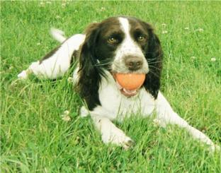 This English Springer Spaniel enjoys lots of ball playing.