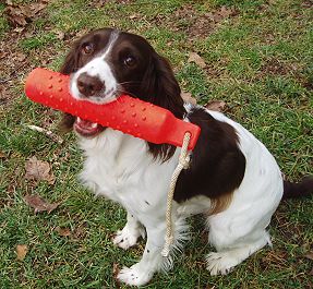English Springer Spaniels love to hunt.