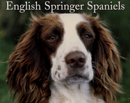 This is an English Springer Spaniel with liver and white markings.