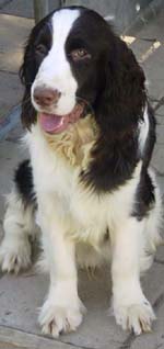 This is an English Springer Spaniel with black and white markings.