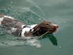 English Springer Spaniels love to be in the water like this one.