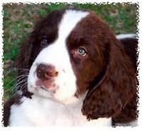 This is a cute English Springer puppy!