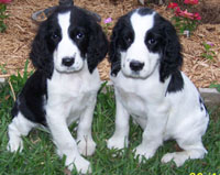 These are two adorable English Springer Spaniels!