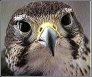 Peregrine Falcon