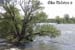arbre