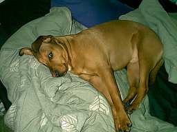 You go get the damn ball, I'm tired.