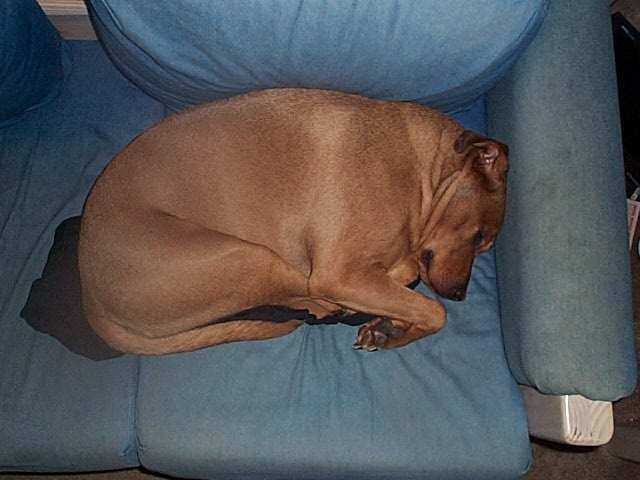 I have fur, anything is comfy.