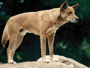 A real dingo, for comparison.