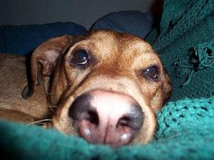 You should never put anything that close to a dogs nose...
