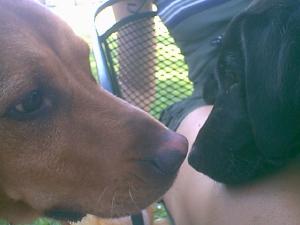 Except another puppy!!