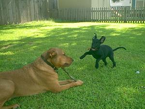 DEVIL DOG!!!!