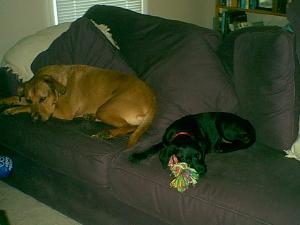 "Move over nice dog, a mean old dog is movin' in."