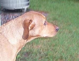 I get depressed sometimes when I think about water, especially rain.&nbsp; Rain is wet, like a puddle that follows you, but colder.&nbsp; I don't like rain.&nbsp; Sniff, foof, sigh.&nbsp; OK, make it stop.