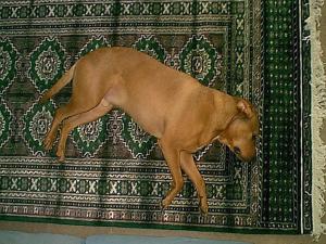 Soft...&nbsp; Looks good...&nbsp; Lays on the floor...&nbsp; This is almost like another puppy!