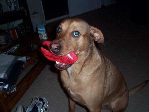 I barked once and you kept playing, now I have to punish you.