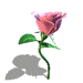 rosa5.gif (12419 bytes)