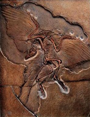 Archaeopteryx - Esp�cime de Berlim