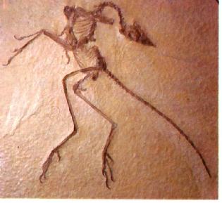 Archaeopteryx - Esp�cime de Eichst�tt 