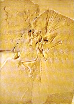 Archaeopteryx - Esp�cime de Solnhoffen