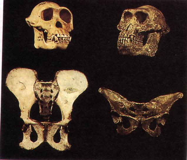 Ossos do cr�nio e bacia de Chimpanz� e da 'Lucy'