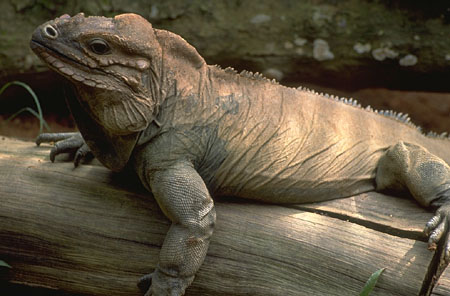 Drag�o de Komodo