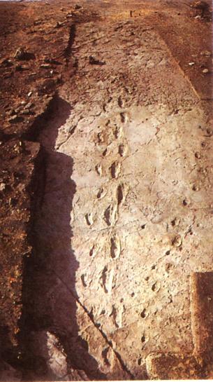 Pegadas de Laetoli