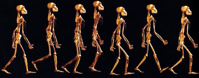 Modelo do caminhar de 'Lucy'