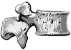 vertebre.gif (8413 bytes)