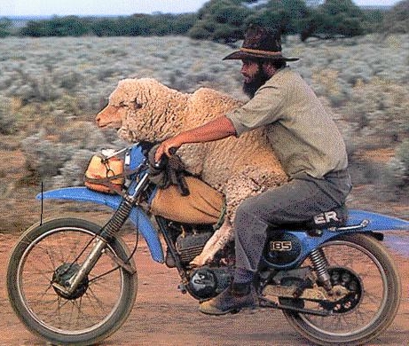 The man loves his lamb