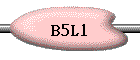 B5L1