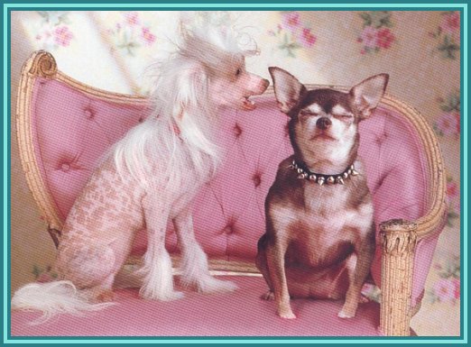 hazelchihuahua.jpg (56992 bytes)