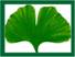 Ein Bild, das Pflanze, Gingko, Baum, Blatt enthält.
KI-generierte Inhalte können fehlerhaft sein.