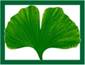 Ein Bild, das Pflanze, Gingko, Baum, Blatt enth�lt.

Automatisch generierte Beschreibung