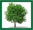 Ein Bild, das Pflanze, Baum, drau�en enth�lt.

Automatisch generierte Beschreibung