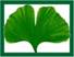 Ein Bild, das Pflanze, Gingko, Baum, Blatt enth�lt.

KI-generierte Inhalte k�nnen fehlerhaft sein.