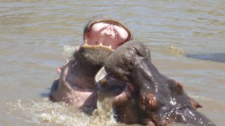 Ein Bild, das Wasser, drau�en, Flusspferd, Schwimmen enth�lt.

Automatisch generierte Beschreibung