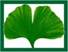 Ein Bild, das Pflanze, Gingko, Baum, Blatt enth�lt.

KI-generierte Inhalte k�nnen fehlerhaft sein.
