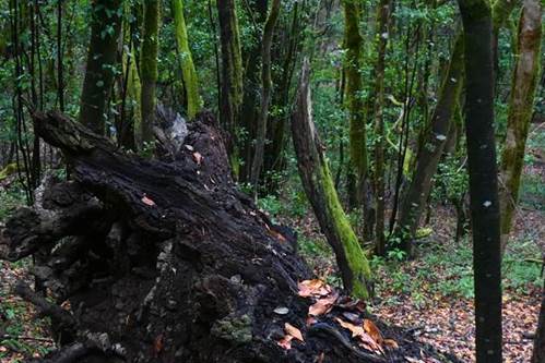 Ein Bild, das drau�en, Wald, Prim�rwald, Dschungel enth�lt.

Automatisch generierte Beschreibung