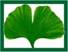 Ein Bild, das Pflanze, Gingko, Baum, Blatt enth�lt.

KI-generierte Inhalte k�nnen fehlerhaft sein.