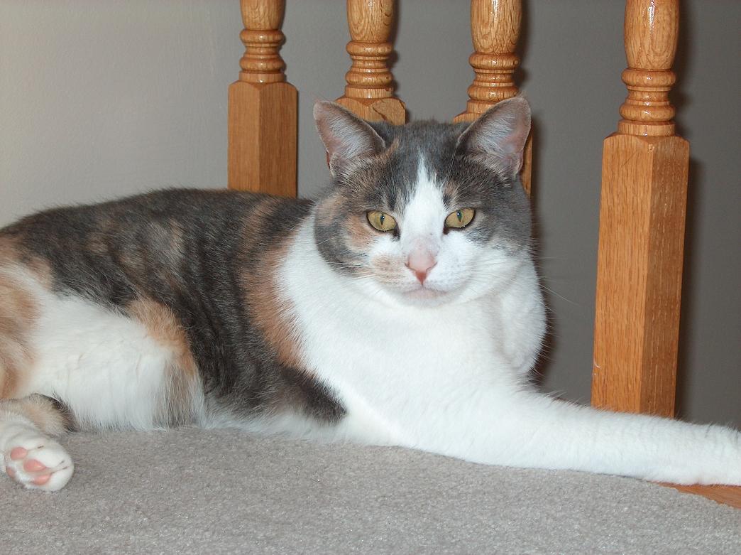 Mesha the Cat!